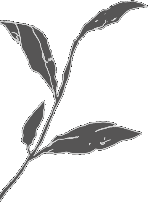 leaf